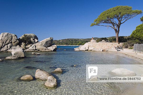 Pinie am Strand  Bucht von Palombaggia  Ostküste  Insel Korsika  Frankreich  Europa