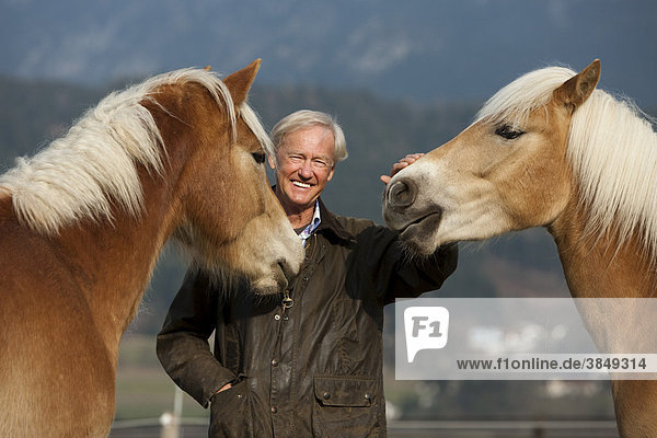 Agiler Senior mit seinen Haflingerpferden  Weer  Nordtirol  Österreich  Europa