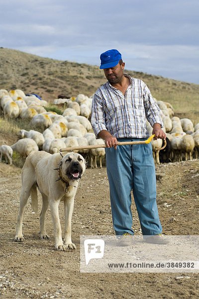 Schafhirte mit anatolischem Hirtenhund  Kangal  Kappadokien  Zentralanatolien  Türkei  Asien