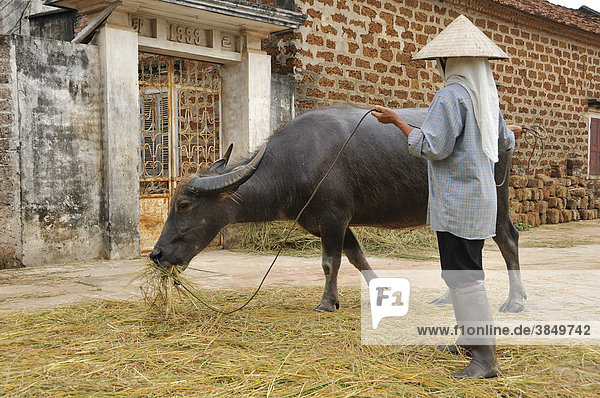 Farmwoman and water buffalo  farming village of Mong Phu  Hanoi area  Vietnam  Southeast Asia