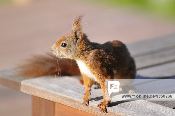Eichhörnchen (Sciurus vulgaris) sitzt auf einem Gartentisch