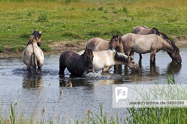Badende und trinkende Koniks (Equus przewalskii f. caballus)  Gruppe von Hengsten am Wasser  Konikpferde  Wildpferde  Waldtarpan Rückzüchtung