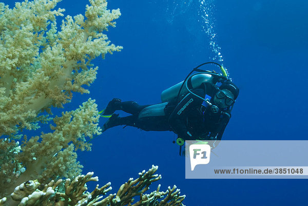 Diver underwater  Red Sea  Egypt  Africa