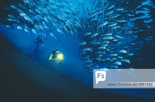 Diver with a school of Fish amberjacks (Carangidae)