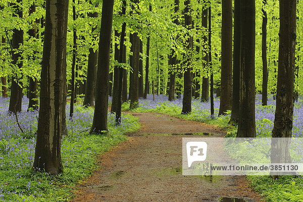 Waldweg durch einen Buchenwald  Rotbuche (Fagus sylvatica)  mit Hasenglöckchen (Hyacinthoides)  Frühling  Hallerbos  Brüssel  Belgien  Europa