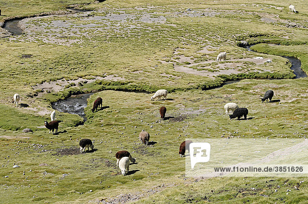 Llamas  Alpakas weiden  grasen  Flusslauf  grünes Tal  Dorf Guallatiri  Reserva Nacional de las Vicunas  Lauca Nationalpark  Altiplano  Norte Grande  Nordchile  Chile  Südamerika