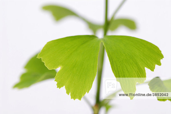 Ginkgo (Ginkgo biloba)  leaves