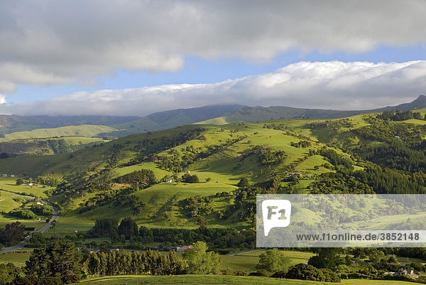 Grüne Hügel  Banks Peninsula  Region Canterbury  Südinsel  Neuseeland