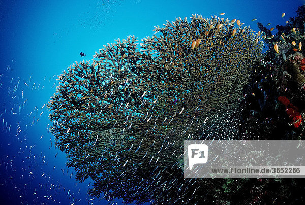 Schwarmfische unter Tischkoralle  Rotes Meer  Sudan Fischschwarm