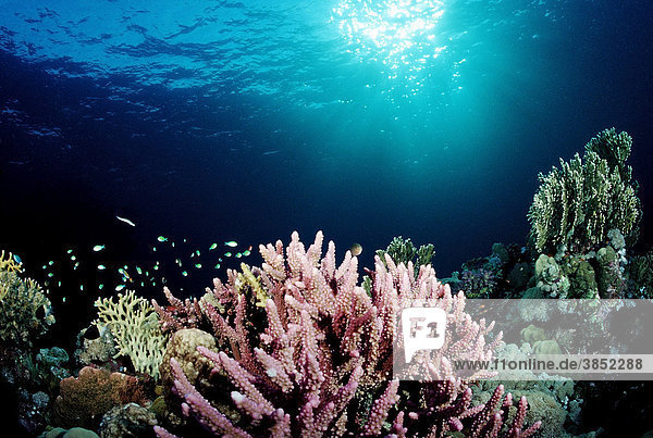 Korallenriff in Dämmerung  Rotes Meer  Sudan