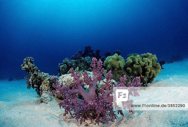 Korallen auf Sandgrund  Rotes Meer  Sudan