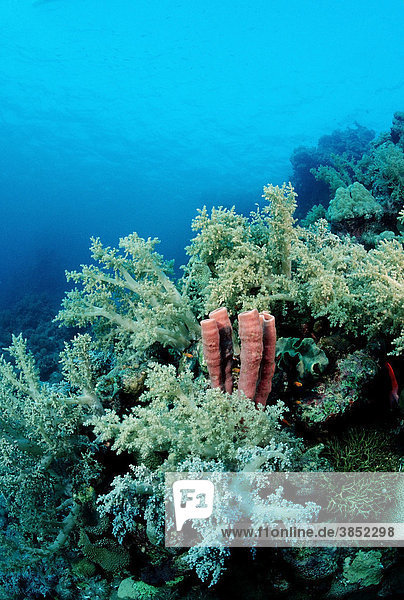 Schwamm zwischen Lederkorallen (Alcyoniidae)  Rotes Meer  Sudan