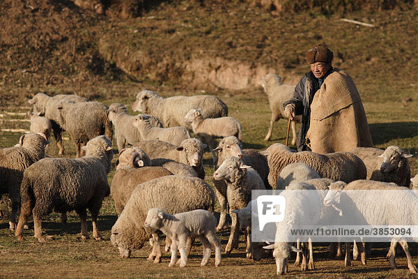 Shepherd with sheep flock  ewes and lambs in december  Huize  northeast Yunnan Province  China  Asia