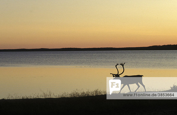 Reindeer (Rangifer tarandus) walking beside water  silhouette
