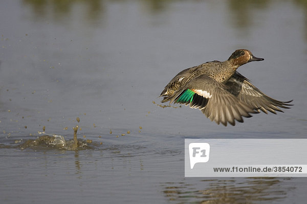 Krickente oder Kriekente (Anas crecca)  männlicher Altvogel im Flug  Abflug von Wasser