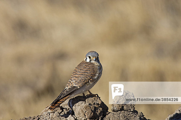 Buntfalke oder Amerikanischer Turmfalke (Falco sparverius)  Männchen  auf Erdhügel  Bosque del Apache  New Mexico  USA  Nordamerika