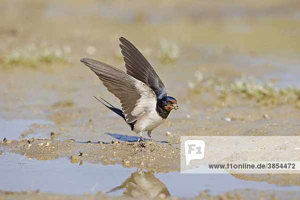 Barn Swallow (Hirundo rustica)  adult  collecting mud nesting material at water's edge  Spain  Europe