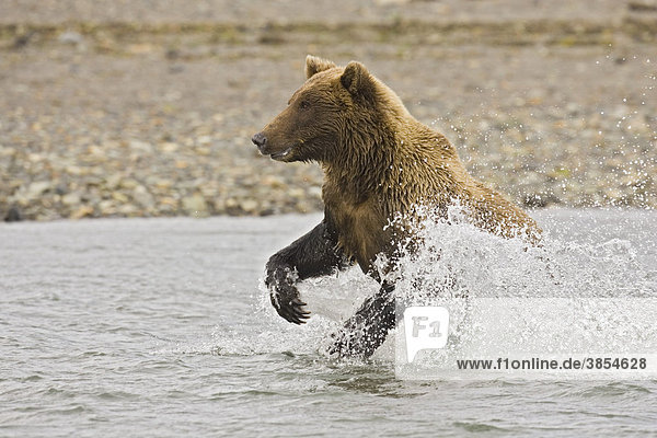 Grizzlybär (Ursus arctos horribilis) im Wasser beim Lachsfang  Alaska  USA  Vereinigte Staaten von Amerika  Nordamerika