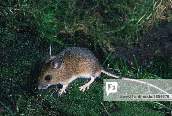 Wood Mouse (Apodemus sylvaticus)  standing on moss