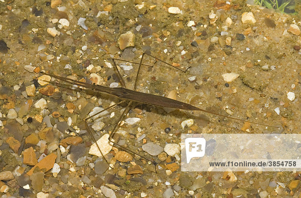 Stabwanze oder Wassernadel (Ranatra linearis)  Insekt befindet sich unter Wasser  Norfolk  England  Großbritannien  Europa