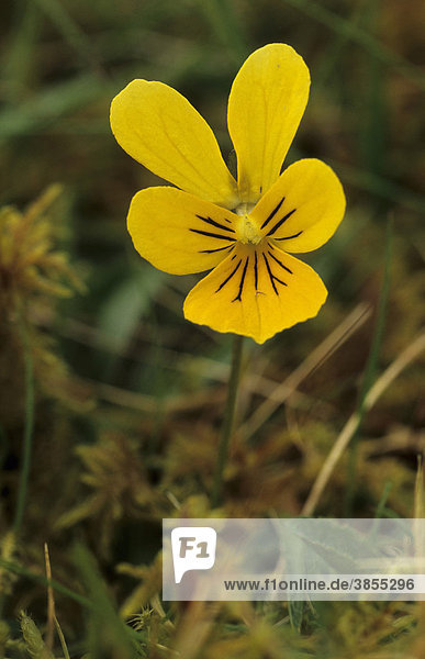Gelbes Alpenstiefmütterchen  Vogesenveilchen (Viola lutea)  Nahaufnahme der Blüte  Powys  Wales  Großbritannien  Europa