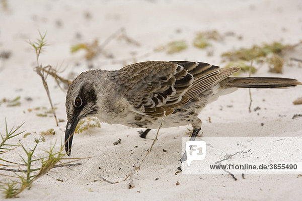 Hood Mockingbird (Nesomimus macdonaldi)  adult  foraging on sandy beach  Hood Island  Galapagos