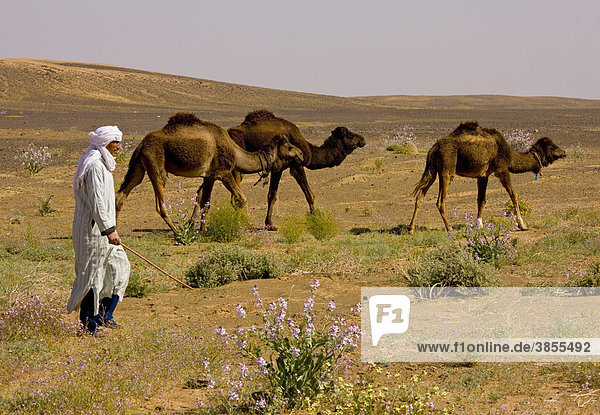 Dromedary Camel (Camelus dromedarius)  three adults in train  with Berber herder  in desert after very wet winter  near Merzouga  Sahara  Morocco  Africa