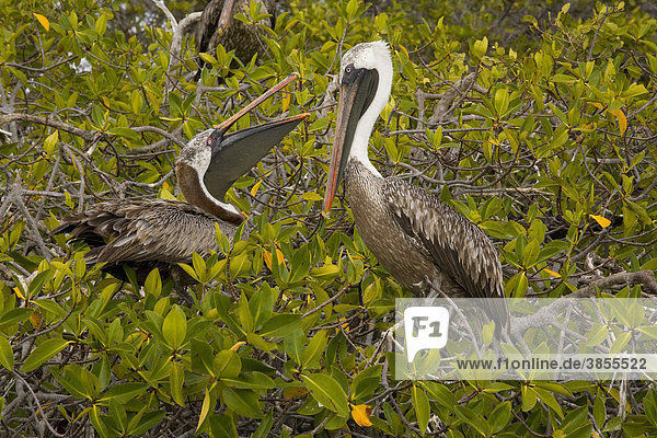 Galapagos Brown Pelican (Pelecanus occidentalis urinator)  adult pair  nesting in Red Mangrove (Rhizophora mangle)  Isabela  Galapagos