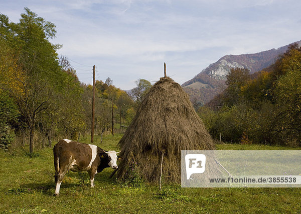 Domestic cattle  cow standing beside hay stook in meadow  Galda Valley  Apuseni Mountains  Western Carpathians  Transylvania  Romania  Europe