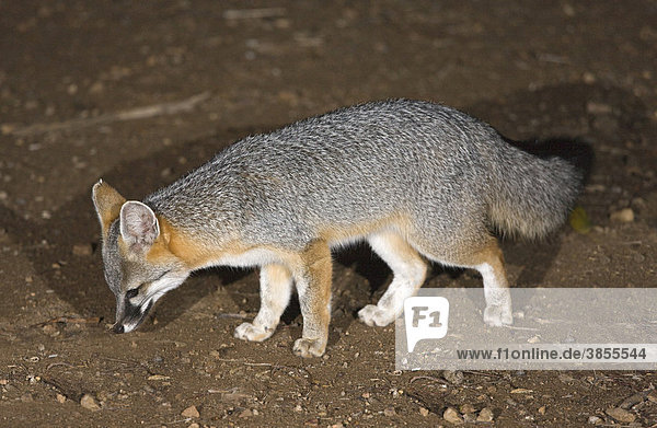 Grey Fox (Urocyon cinereoargenteus)  adult  foraging in desert at night  Sonoran Desert  Arizona  USA