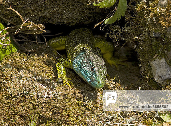 Western Green Lizard (Lacerta bilineata)  adult male  basking on wall  France  Europe