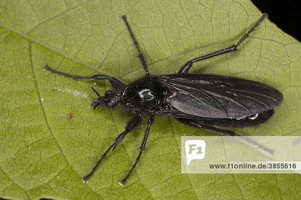 St. Mark's Fly (Bibio marci)  adult female  resting on leaf  France  Europe