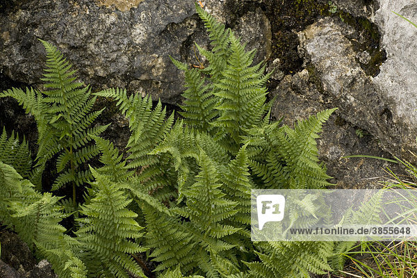 Rigid Buckler Fern (Dryopteris submontana)  fronds  on limestone pavement  Cumbria  England  United Kingdom  Europe