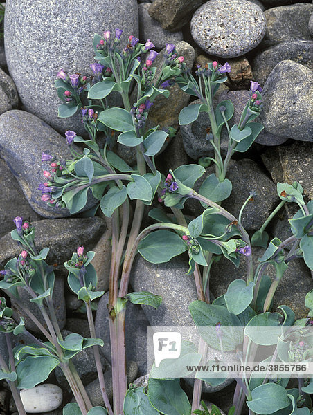 Oysterplant (Mertensia maritima)  flowering on pebble beach  Scotland  United Kingdom  Europe