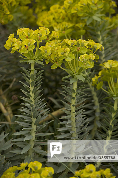 Narrow-leaved Glaucous Spurge (Euphorbia rigida)  flowering  Sicily  Italy  Europe