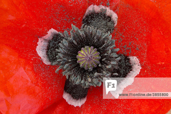 Corn Poppy (Papaver rhoeas)  close-up of flower  stamens stigma and pollen  Morocco  Africa