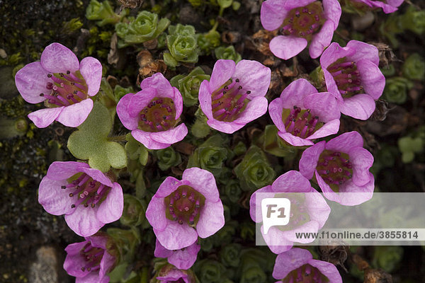 Purple Saxifrage (Saxifraga oppositifolia)  flowers  mountain plant