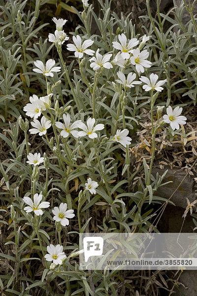 Snow-in-summer (Cerastium tomentosum)  flowering  naturalised species  France  Europe