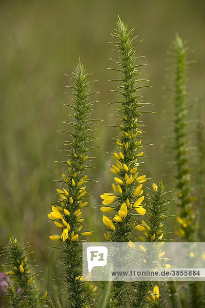 Dwarf Gorse (Ulex minor)  flowering  on heathland  France  Europe