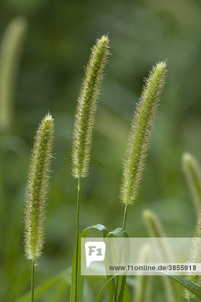 Foxtail Millet (Setaria italica)  flowerheads  France  Europe