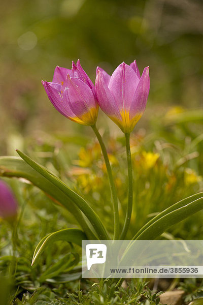 Rock Tulip (Tulipa saxatilis)  flowering  form formerly known as tulipa bakeri  Omalos  White Mountains  Crete  Greece  Europe