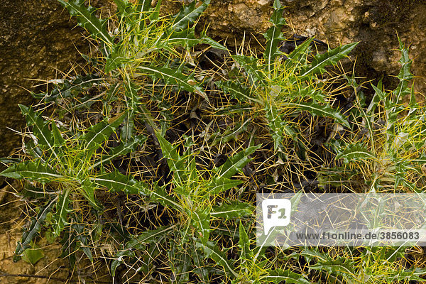 Spanische Kratzdistel (Ptilostemon hispanicus), Blätter, Grazalema, Andalusien, Spanien, Europa
