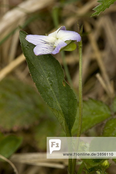 Veilchen-Art (Viola lactea)  Blüte  auf Heideland  in Frankreich  Europa