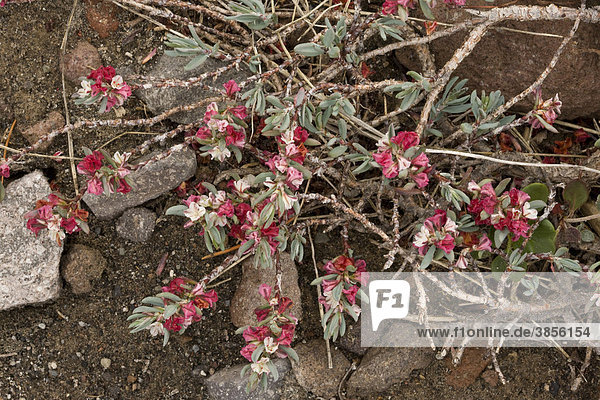 Shasta Knotweed (Polygonum shastense)  flowering  Mount Shasta  Cascade Mountains  California  USA