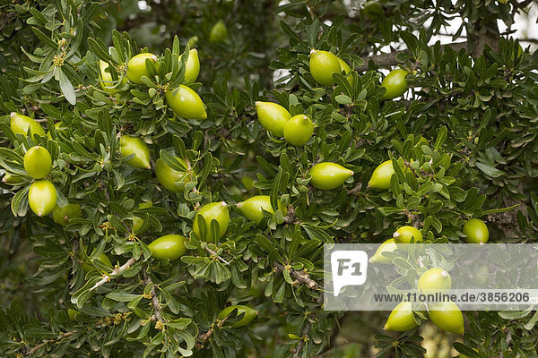 Argan (Argania spinosa)  fruit and leaves  in protected forest  Morocco  Africa