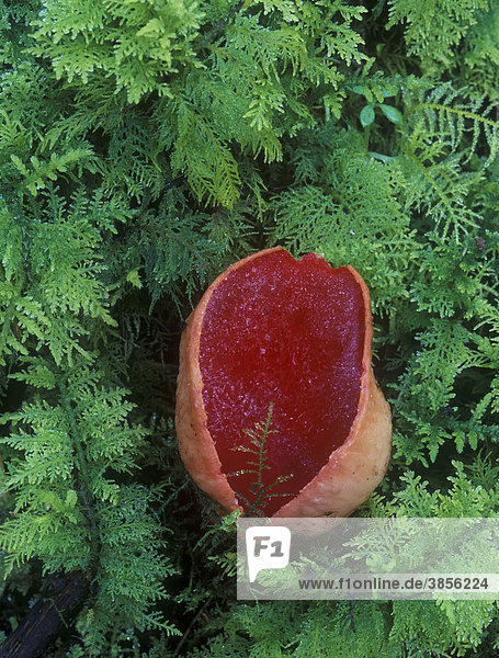 Scarlet Elf Cup (Sarcoscypha coccinea)  fruiting body amongst moss  Exmoor  Devon  England  United Kingdom  Europe