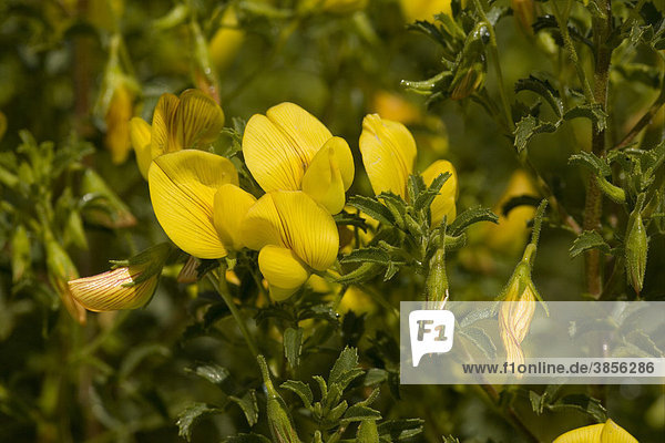 Large Yellow Restharrow (Ononis natrix)  flowers  Sicily  Italy  Europe