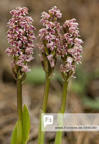 Dense-flowered Orchid (Neotinea intacta)  flowering  three flowerspikes  Cyprus