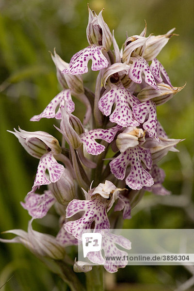 Milky Orchid (Orchis lactea)  flowers  Crete  Greece  Europe