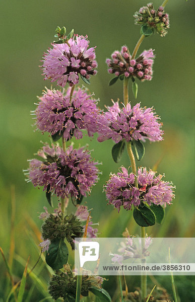 Pennyroyal (Mentha pulegium)  in flower  New Forest  Hampshire  England  United Kingdom  Europe
